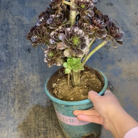 灰豆18多肉植物法师