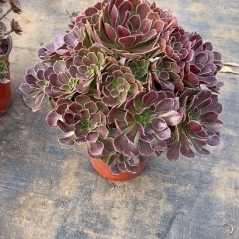 荷兰玫瑰269多肉植物法师