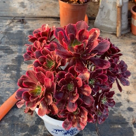 金丝雀多肉植物032