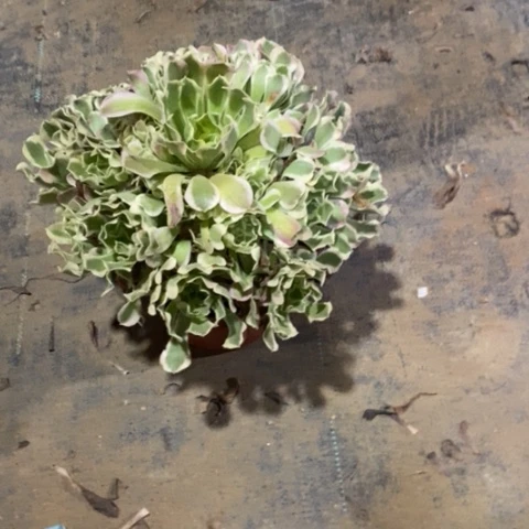 白凤372多肉植物法师