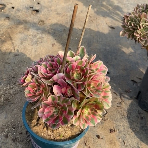 粉女巫多肉植物022