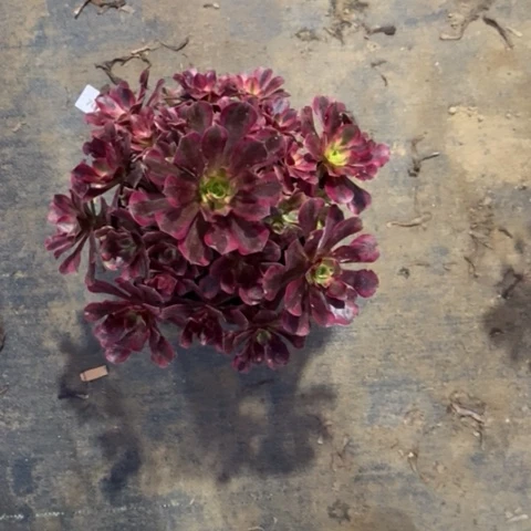 美杜莎18多肉植物法师