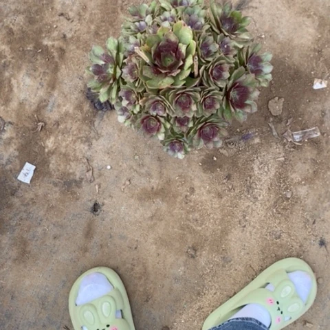 桃花石断枝230多肉植物法师