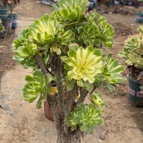 艳日伞多肉植物035