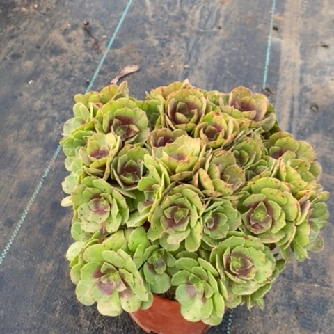 万拉丝多肉植物015