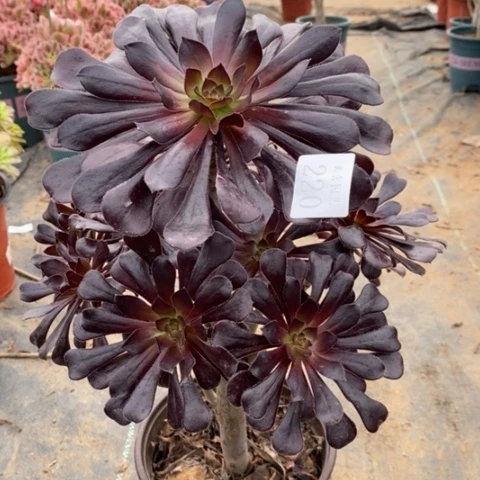 墨法多肉植物220