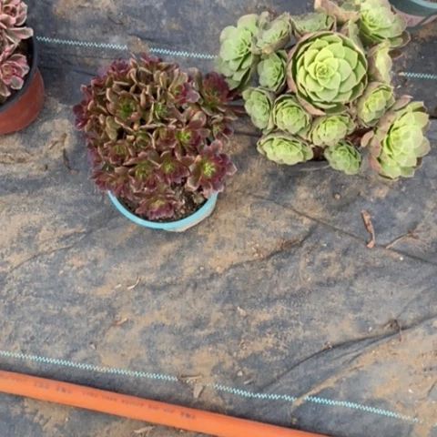 安娜加万圣夜347-348多肉植物法师