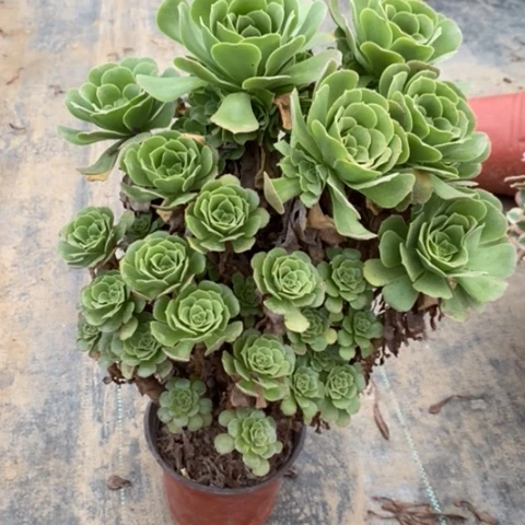 绿羊绒多肉植物604