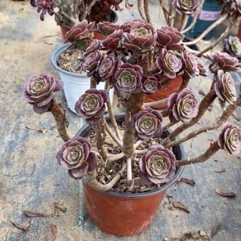 荷兰玫瑰多肉植物037