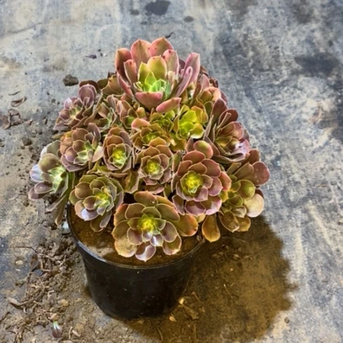 香妃665多肉法师