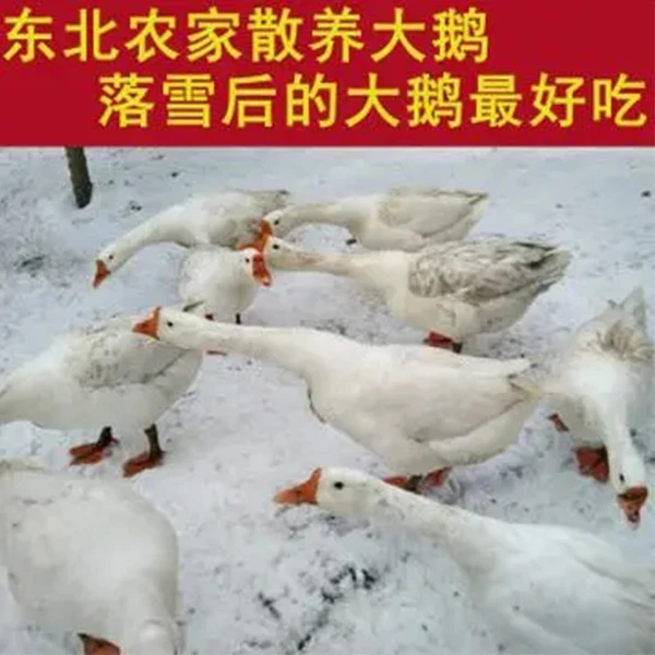 东北农家散养 大白鹅7-8斤 包邮