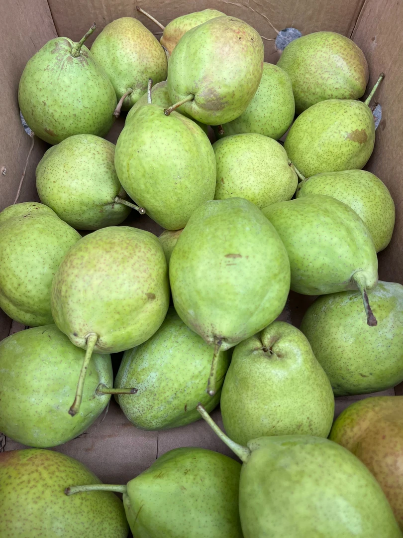 东北延边 歪把梨 衮子梨 脆爽薄皮多汁 9颗大果