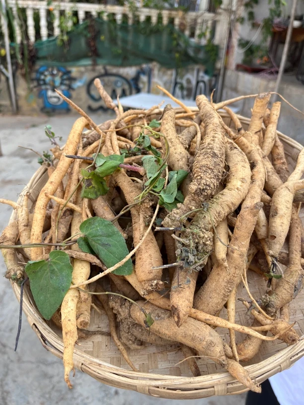 云南野生奶浆根500克