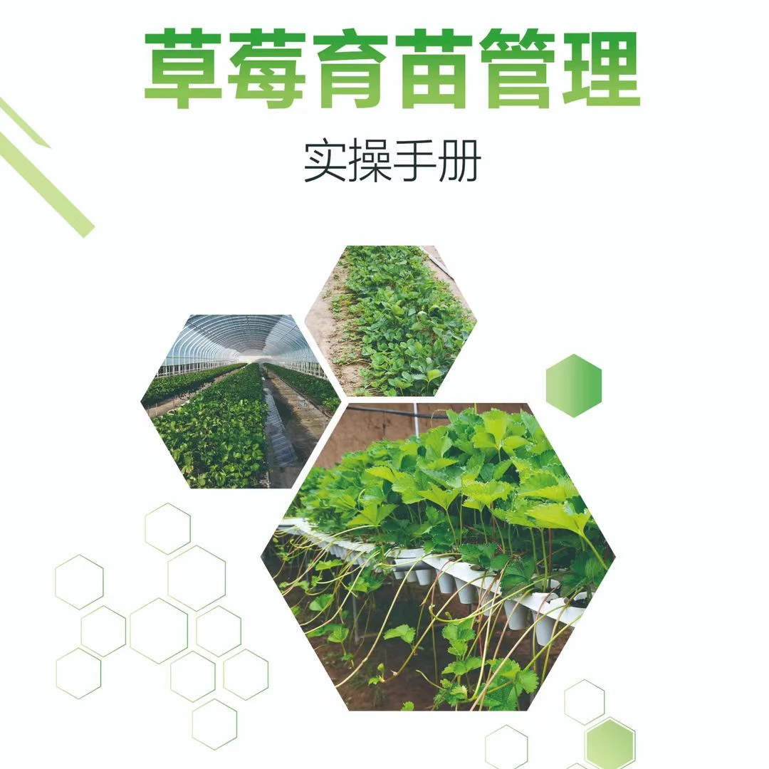 草莓育苗小工具推荐