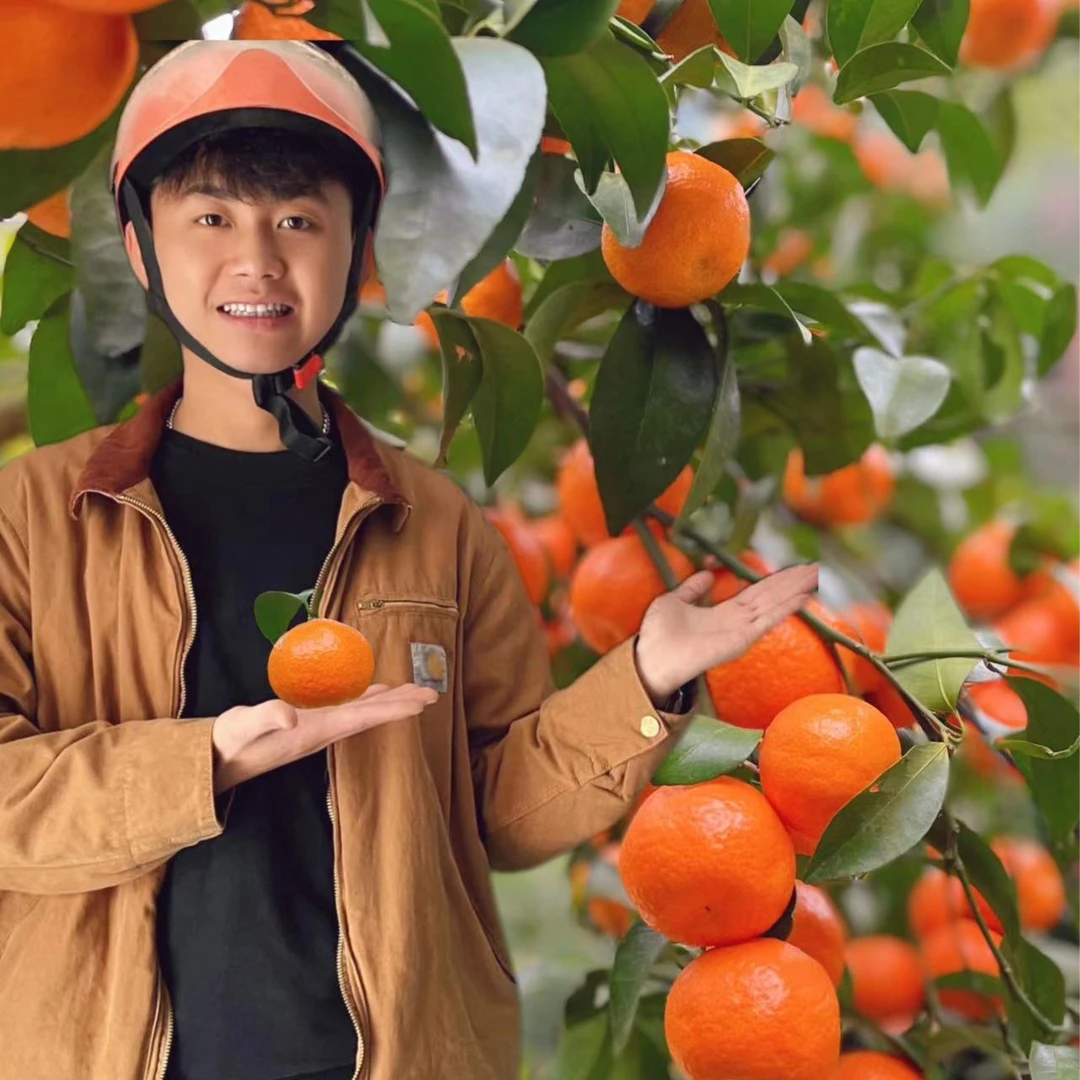 广西现摘新鲜沙糖桔