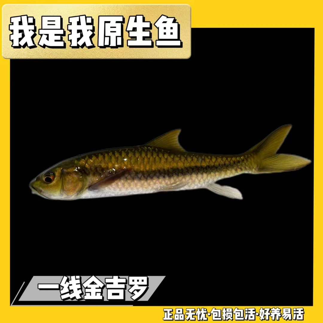 金吉罗云南软鳍一线金吉罗金色系活体观赏鱼