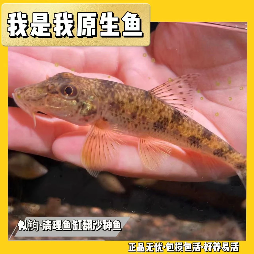 鱼缸推土机似鮈网红似鮈