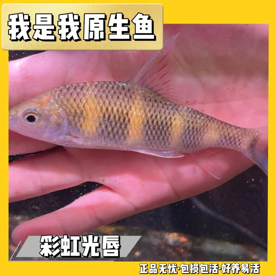 彩虹光唇鱼淡水鱼原生鱼