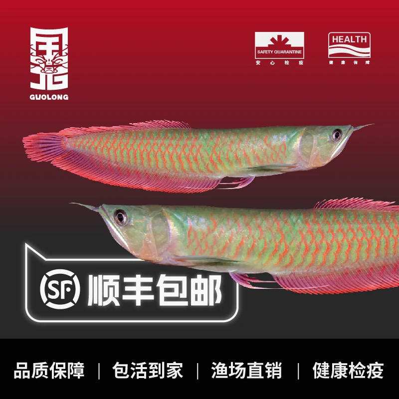 国龙甄选七彩银龙鱼热带鱼观赏鱼