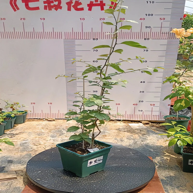 少女心 三角梅    阳台庭院高飘款