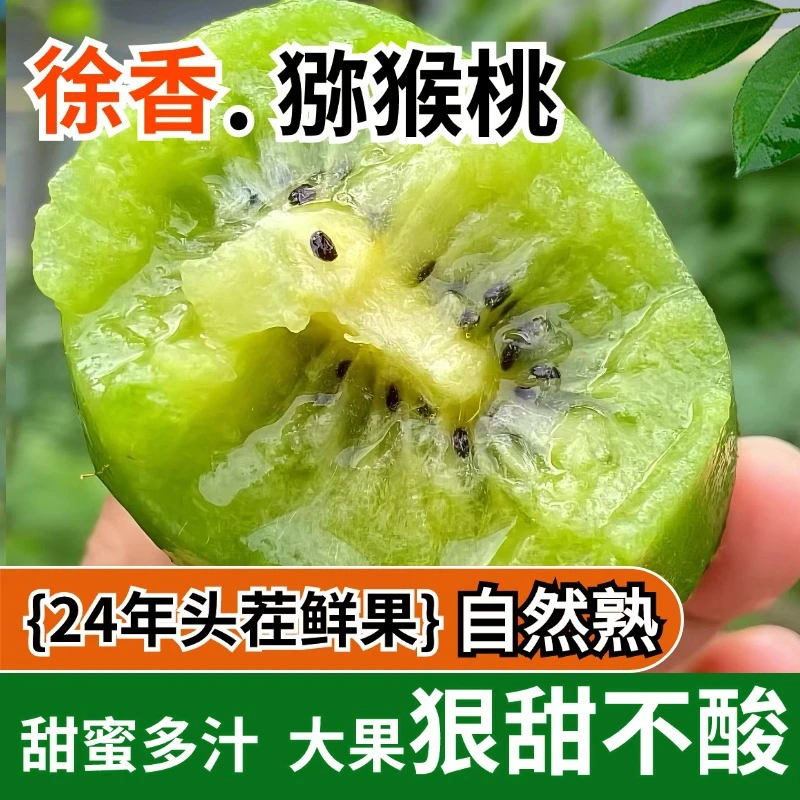【催熟后食用】2024陕西正宗绿心徐香猕猴桃软糯香甜果园产地直发