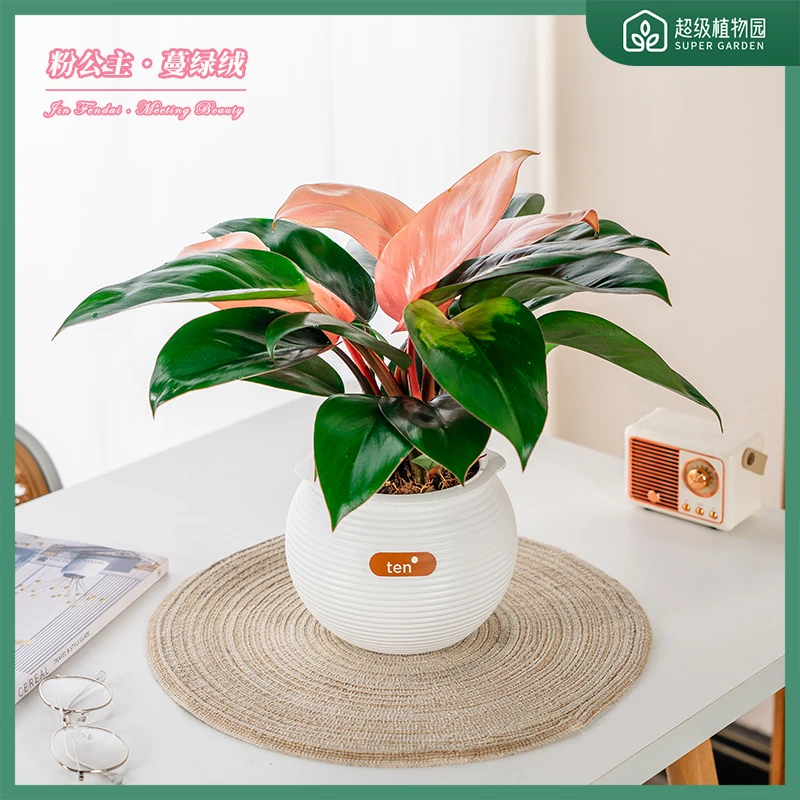 粉钻粉公主蔓绿绒植物室内绿植物好养客厅办公室吸甲醛卉绿植花卉