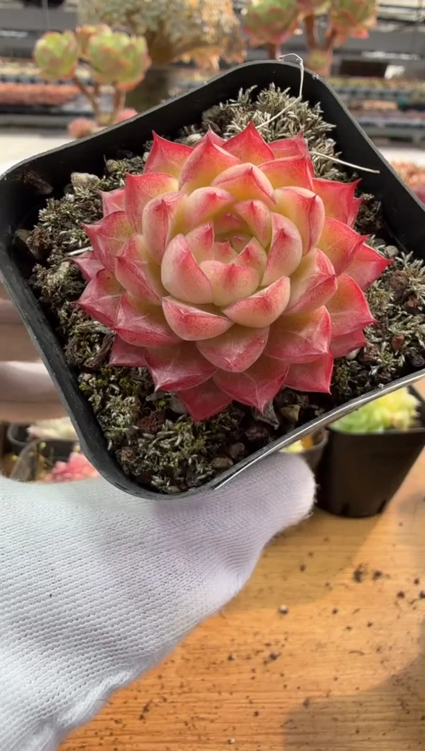 东云多肉园二店-193