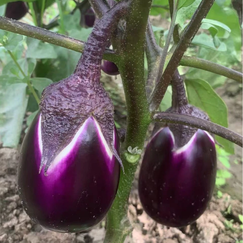 广水十里朱店村鲜嫩紫茄子湖北随州本地当季新鲜紫茄子3斤5斤包邮