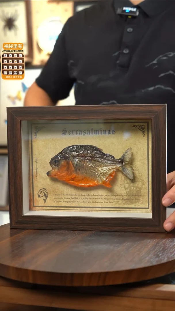 亚马逊小鱼干标本摆件