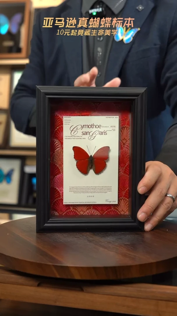 血漪蛱蝶红色刺绣款7寸竖