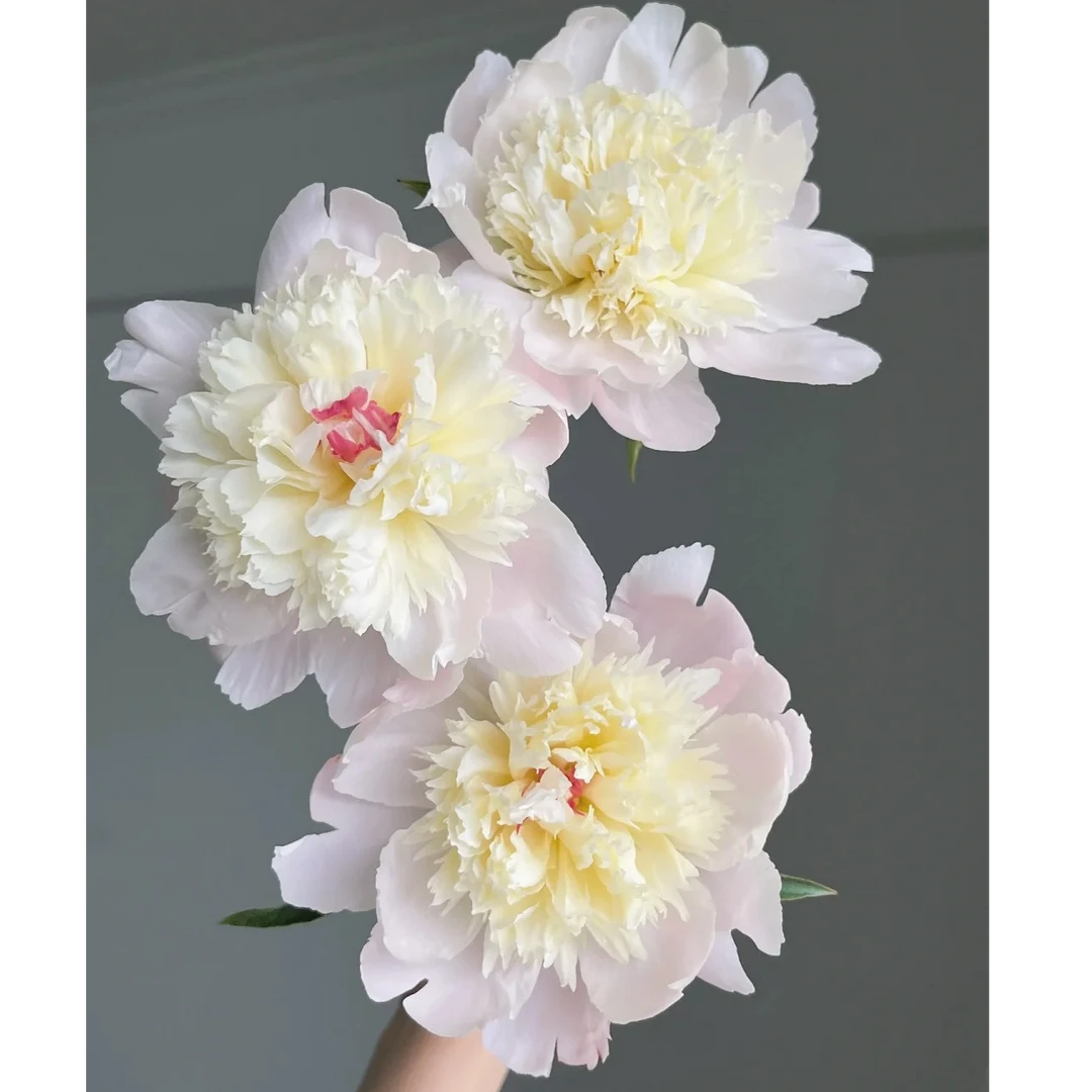 【凤羽落金池】芍药云南鲜花一单包邮包邮 发货后不支持退款