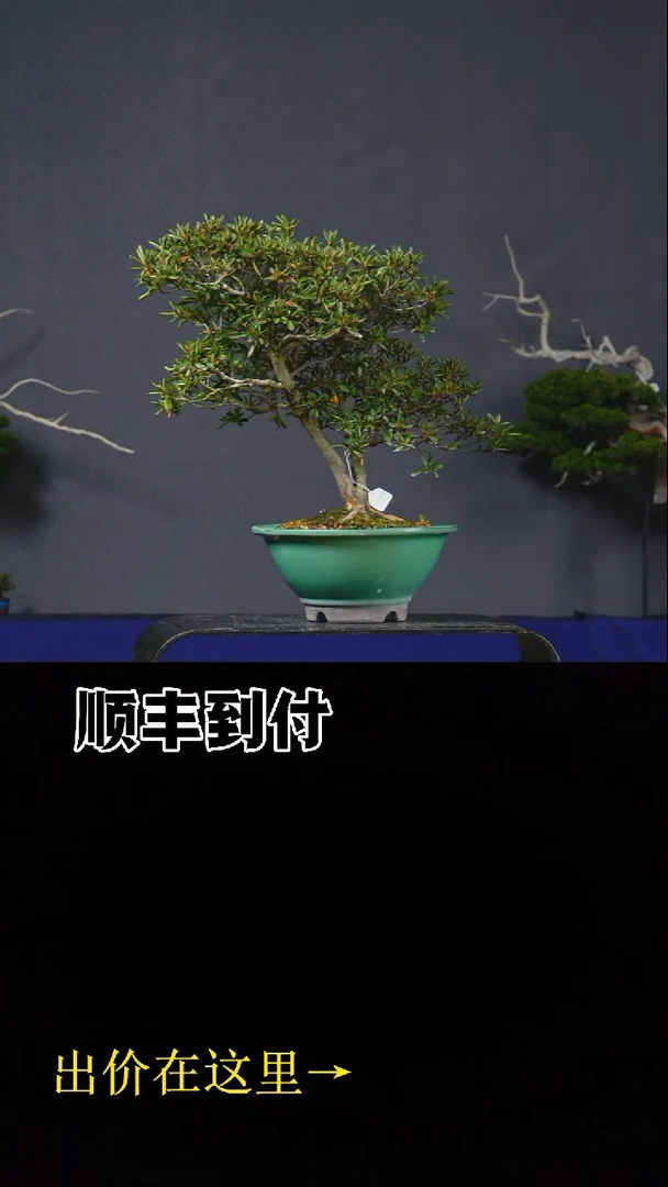 无花朵c280紫龙之誉buaboyou
