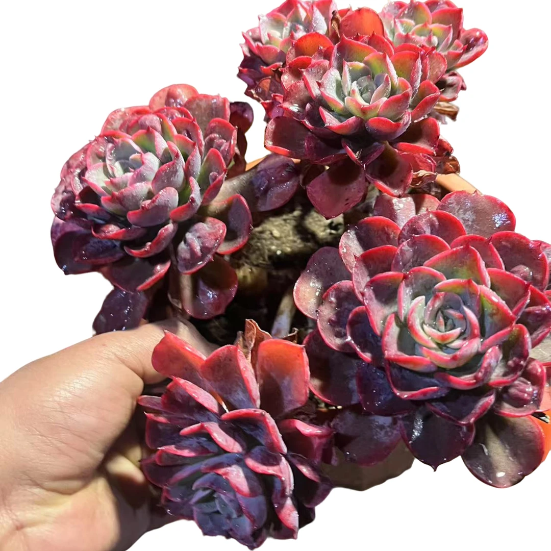 精品多肉 多头雨滴