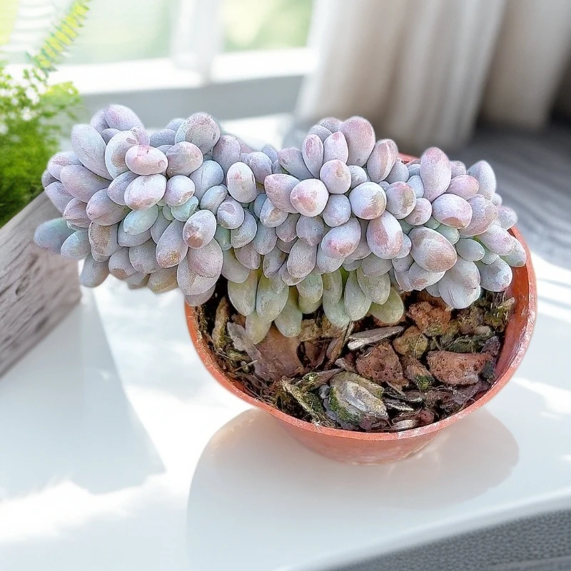 【汤圆缀化】【满9.9包邮】星花怒放阳台露台办公多肉植物栽种养护