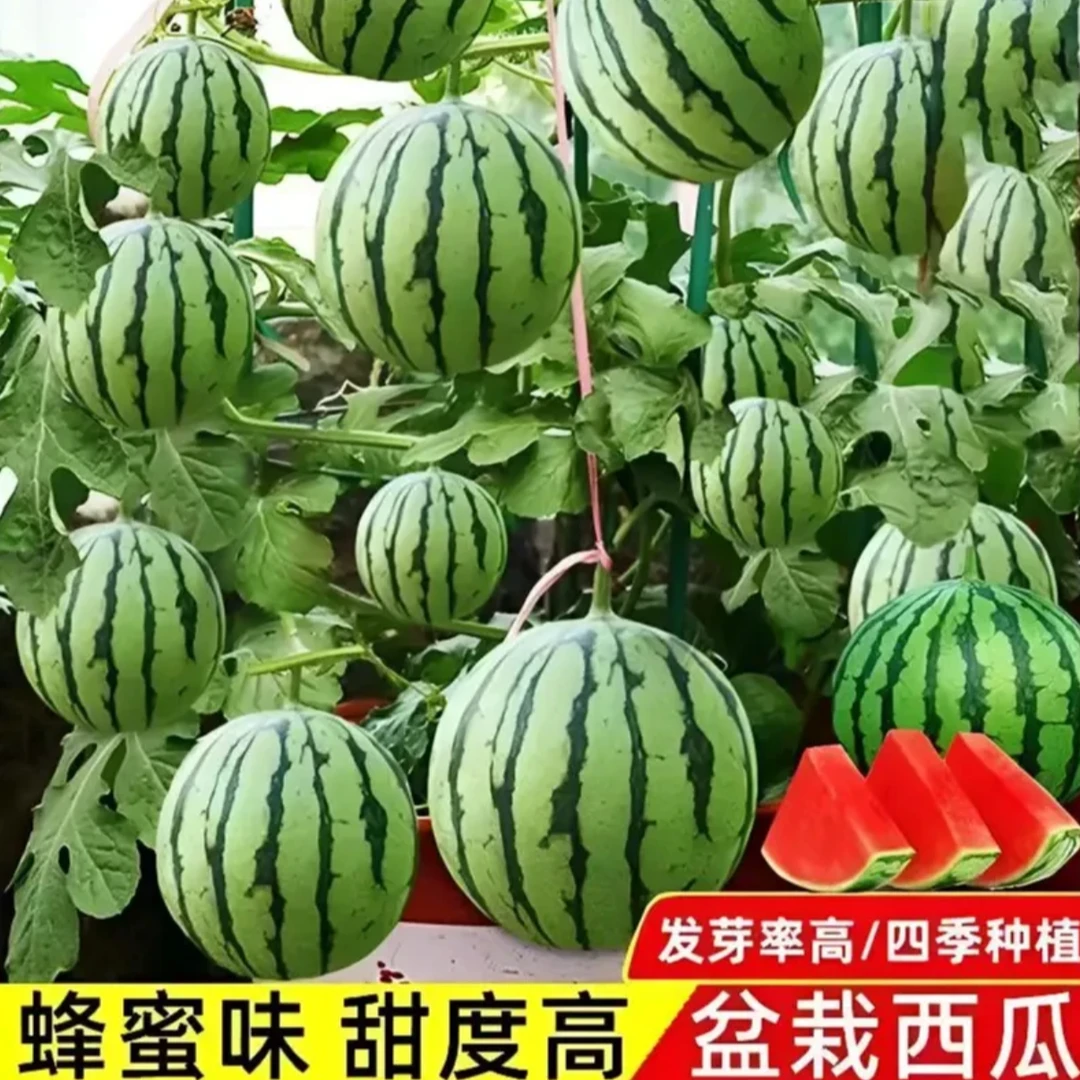 盆栽小西瓜种子麒麟西瓜红玉西瓜种籽阳台庭院均可种植绿皮红壤