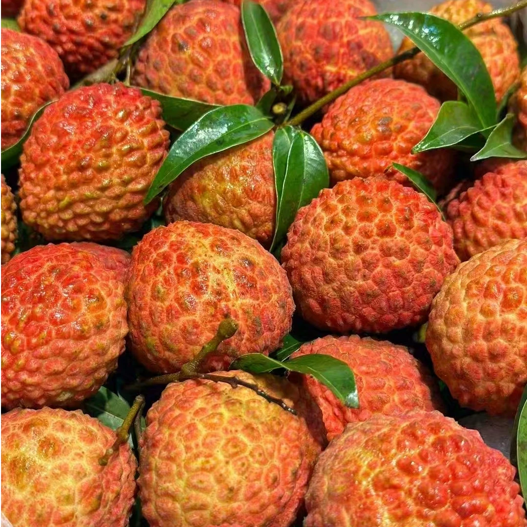 （果甄鲜）荔枝王单斤海南