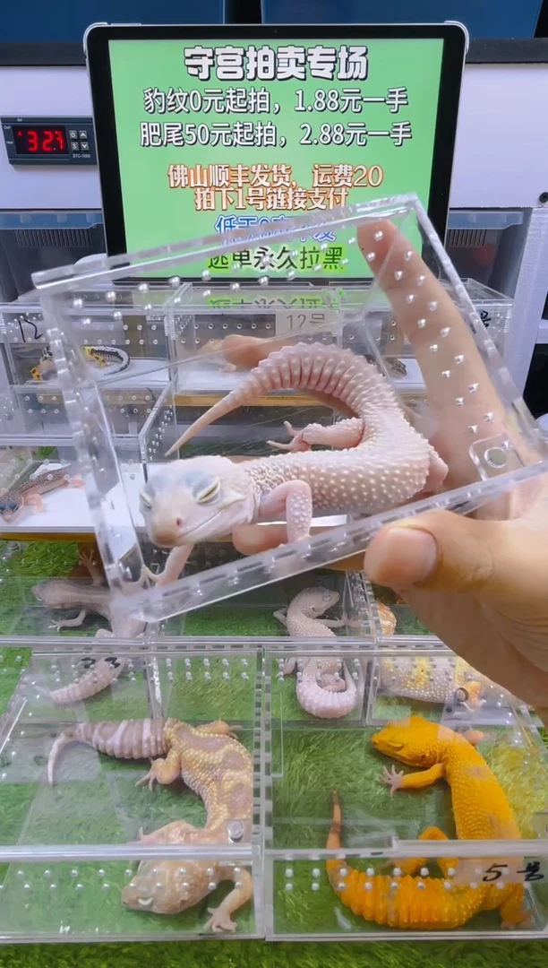 豹纹守宫豹纹肥尾瘤尾苗子亚成成体