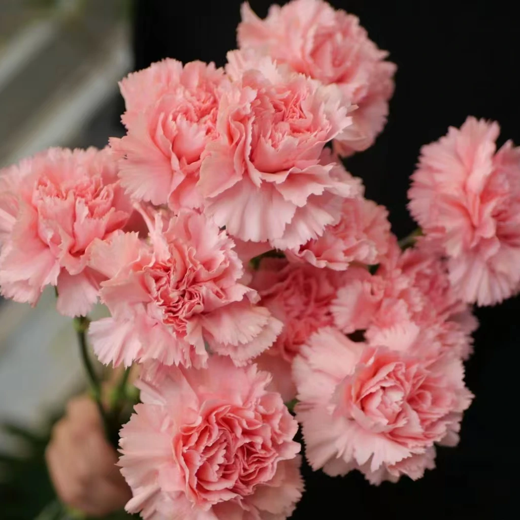 次日达-【粉钻康乃馨10枝】鲜花直播批发花束