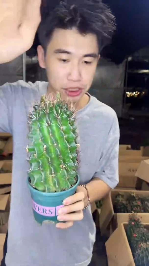 超大 单头 龙王【实生根】