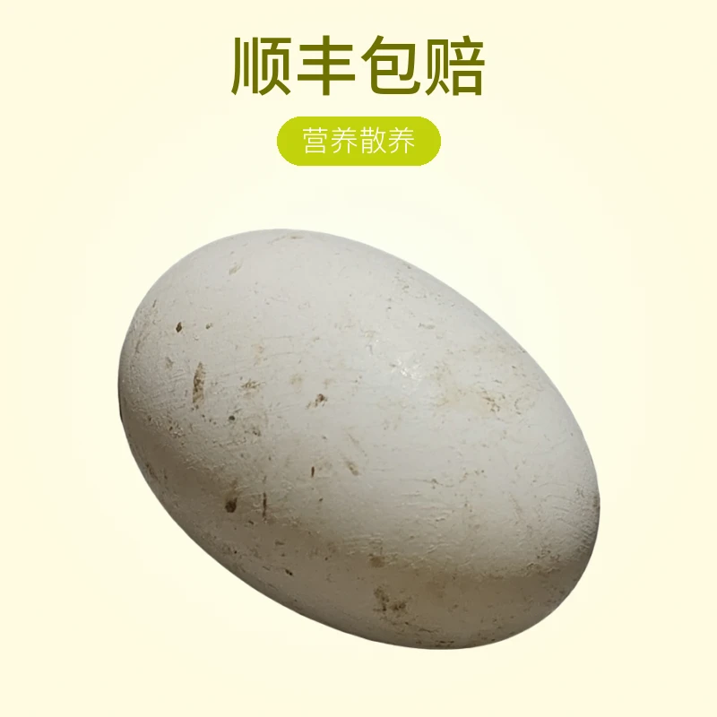 孙姥姥农产品当天现捡精品新鲜鹅蛋单黄营养散养坏蛋包赔