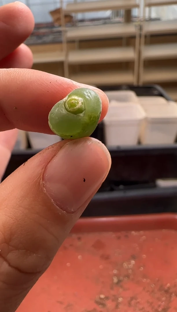 【闪购商品】13-108