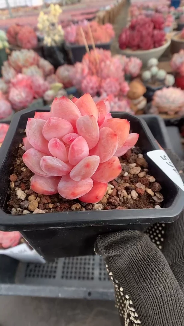 465雪天使多肉植物一物一拍