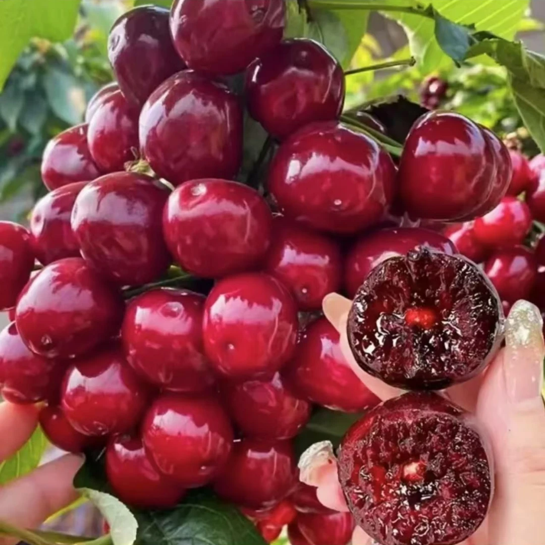 KGB车厘盆栽地栽丰产树，适合盆栽地栽一对一指导直播选苗