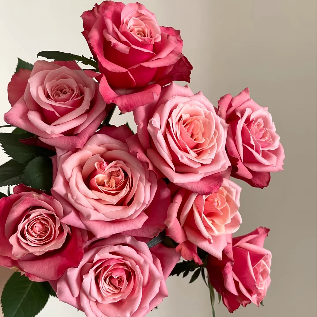 鲜花【闺蜜】同地址两单京东或顺丰送货上门+配草1扎