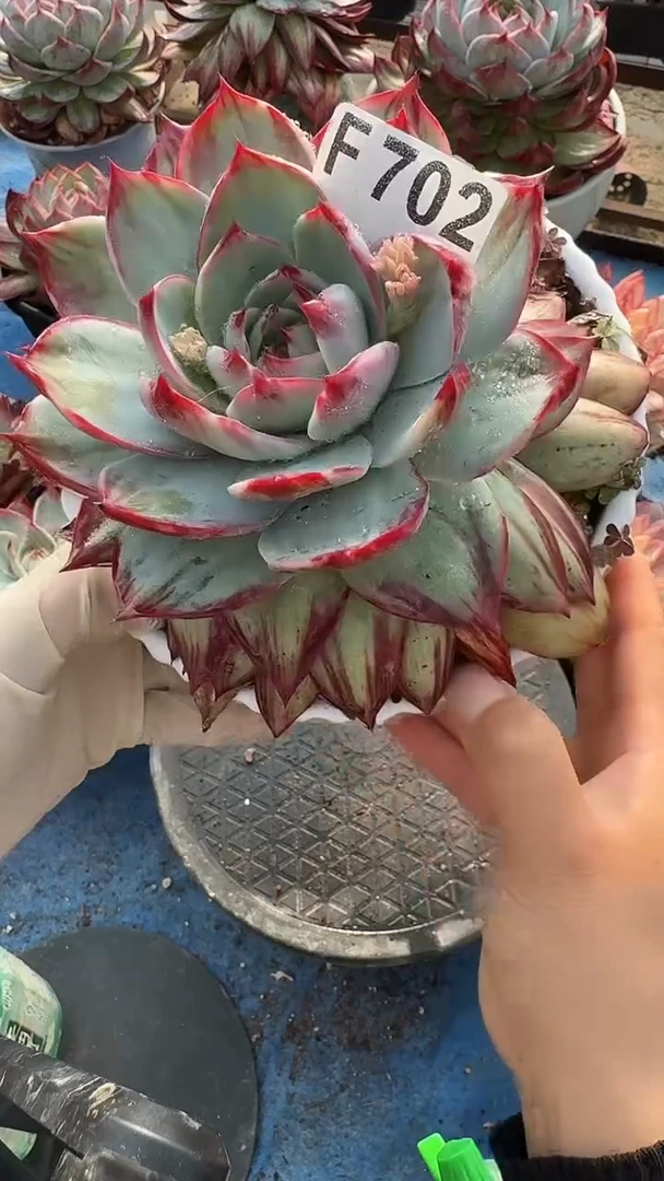 F702惊鸿（裸根发货）