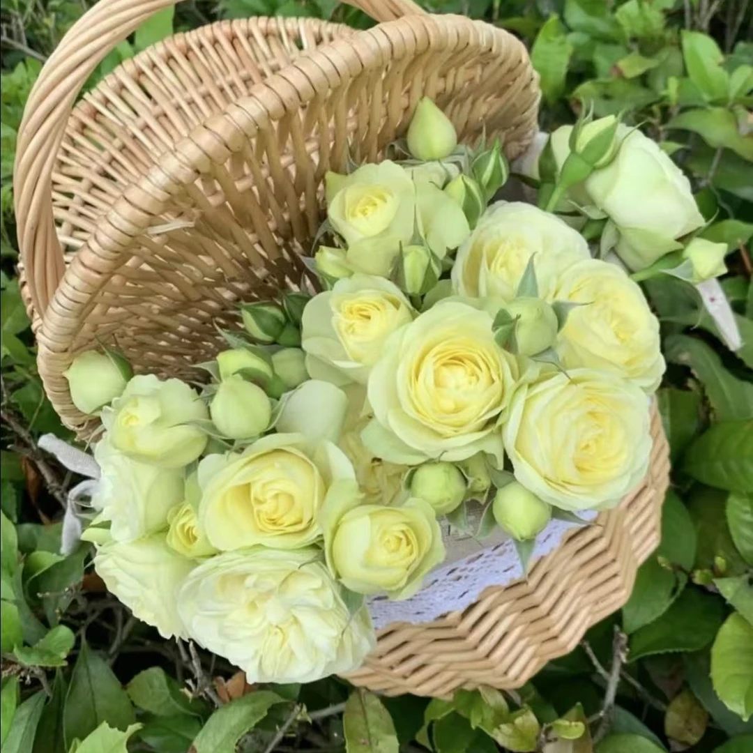 【苹果绿】黄绿色月季四季开花发货花期种植花苞好养阳台庭院