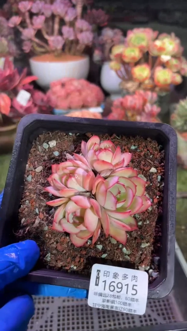 【闪购商品】16915