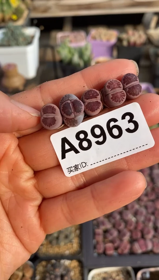 【闪购商品】8963 开播福利