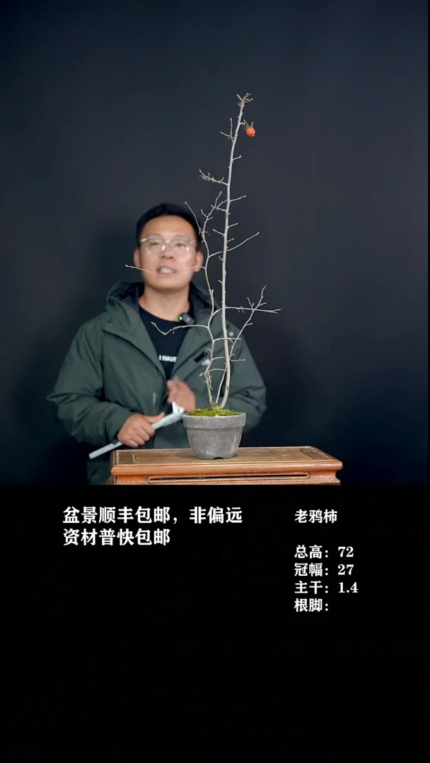 无花朵范*?老鸦柿-496