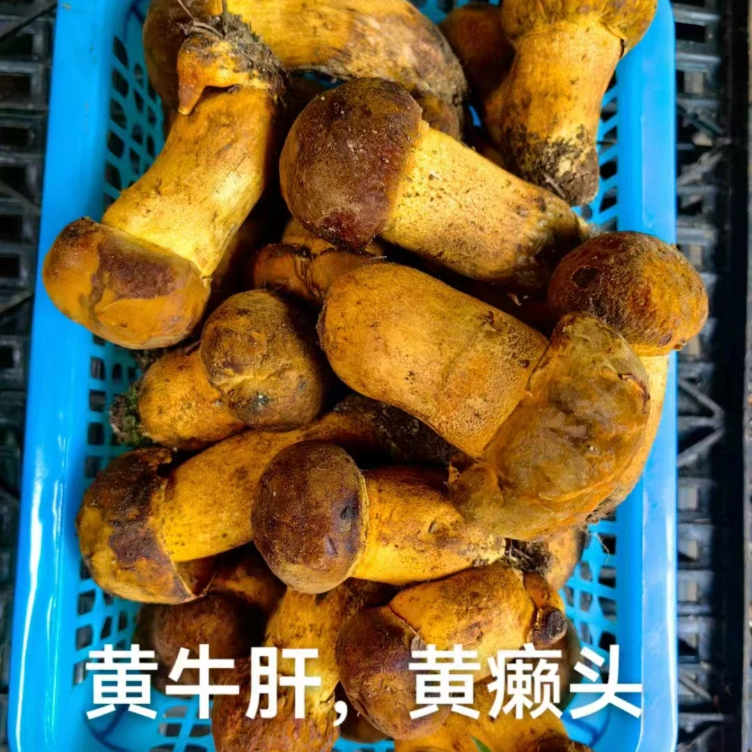 云南大山里的美味   2025年  新鲜现采  黄牛肝（黄赖头） 顺丰包邮